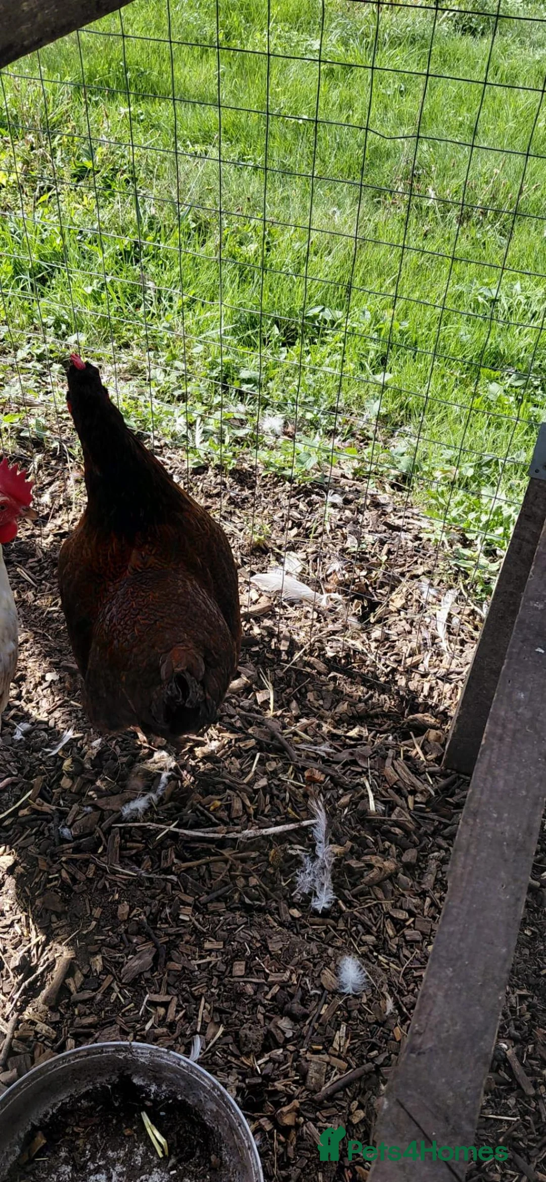 Chickens poultry for sale: Rhode Island Red hen for sale - Advert 5