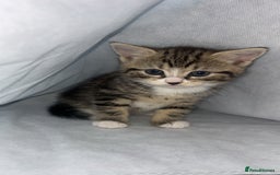 Mixed Breed cats for sale: kittens ready for reservation  - Image 18