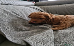Poochon dogs for sale: Two gorgeous Poochon puppies - Image 7