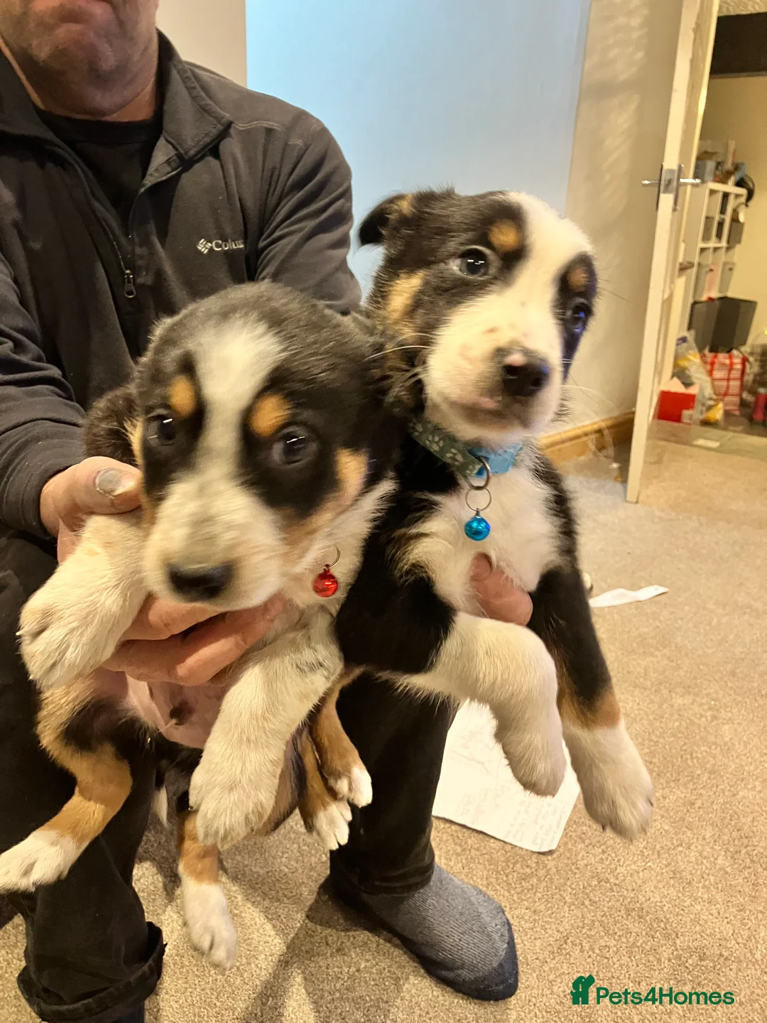 Border Collie dogs for sale: 2 male border collie pups  - Advert 4