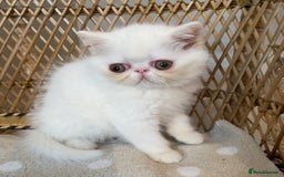 Exotic cats for sale: ❤️Stunning Exotic Shorthair & Longhair Kittens❤️  - Image 12