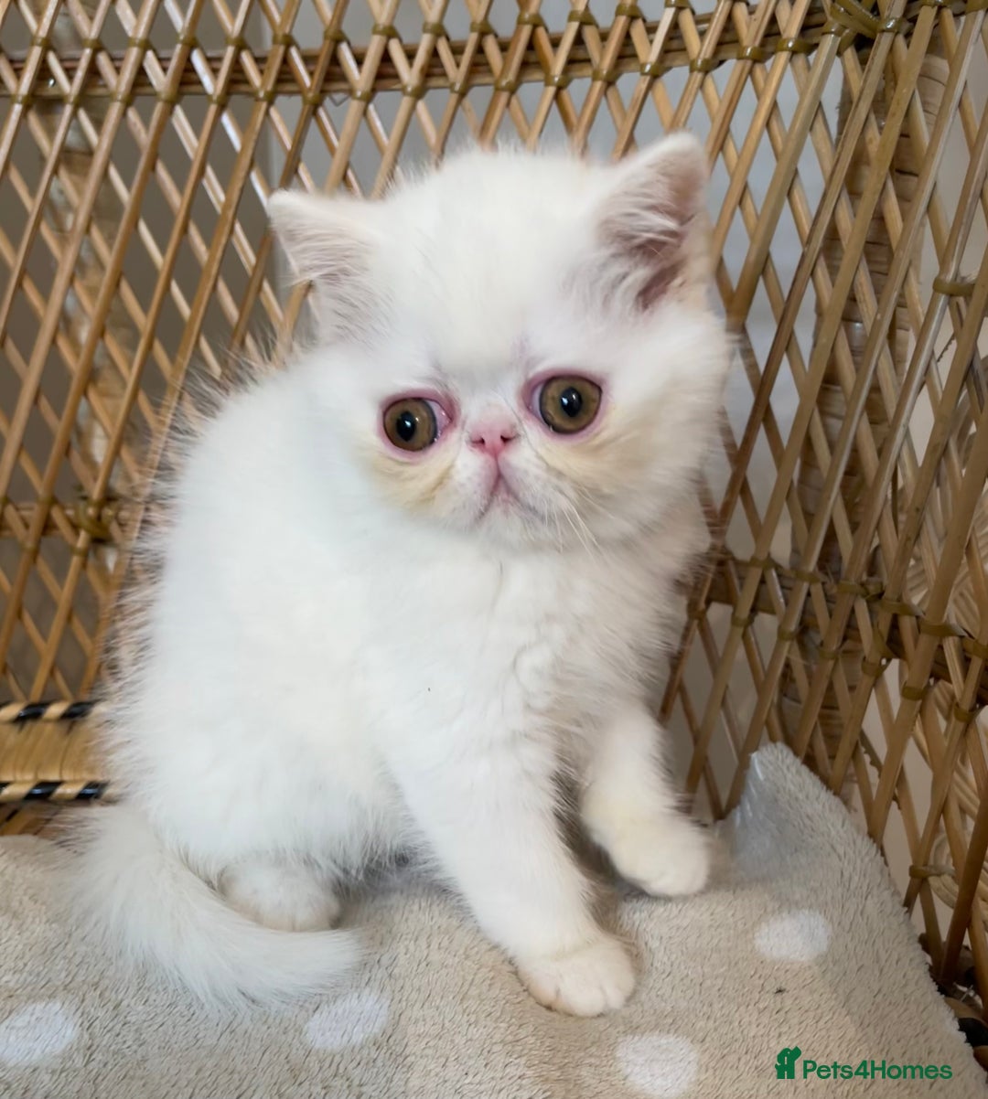 Exotic cats for sale: ❤️Stunning Exotic Shorthair & Longhair Kittens❤️  - Image 12