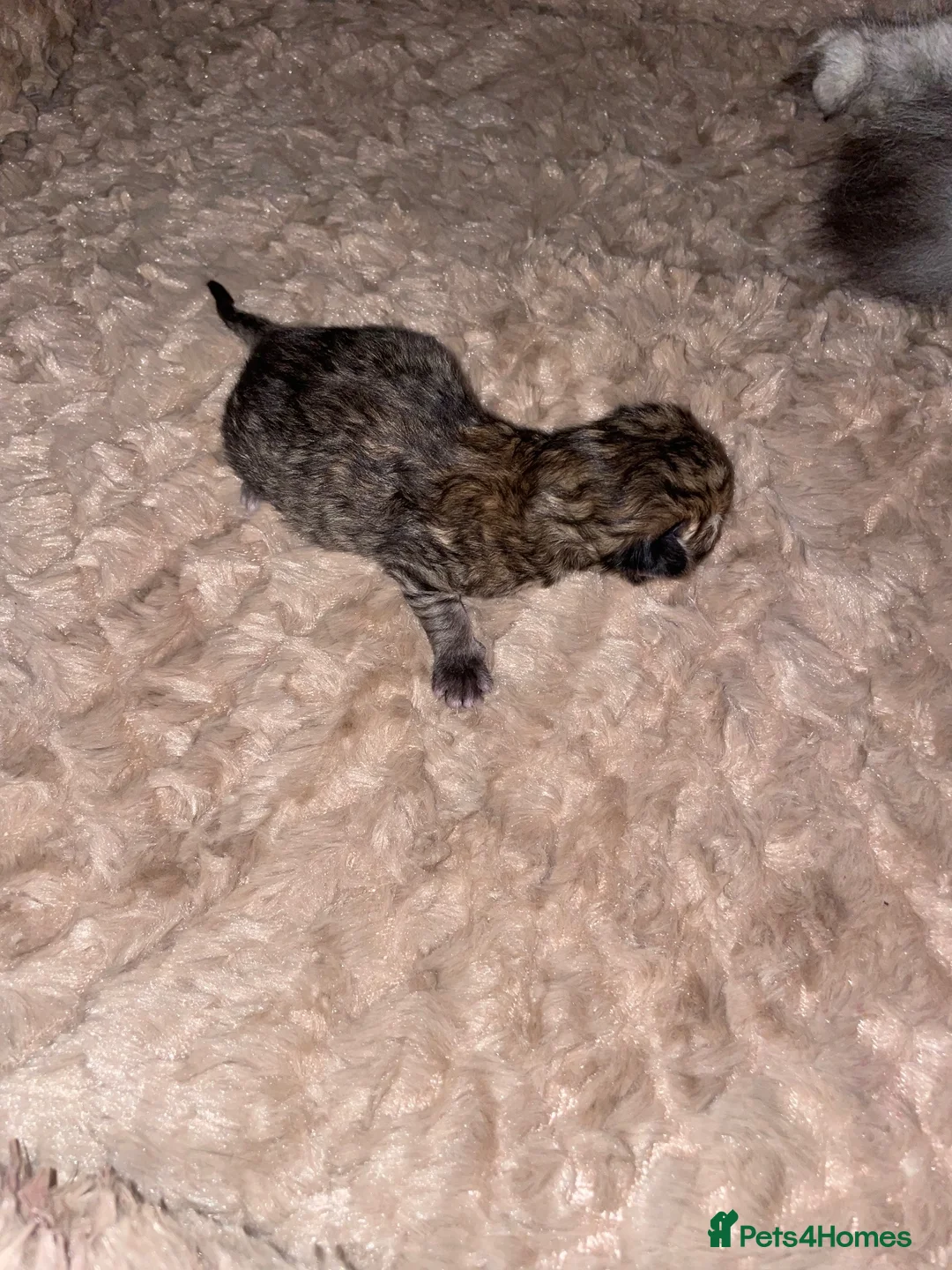 Siberian cats for sale: Champion Lines | TICA Siberian Kittens–Mid-January - Advert 9
