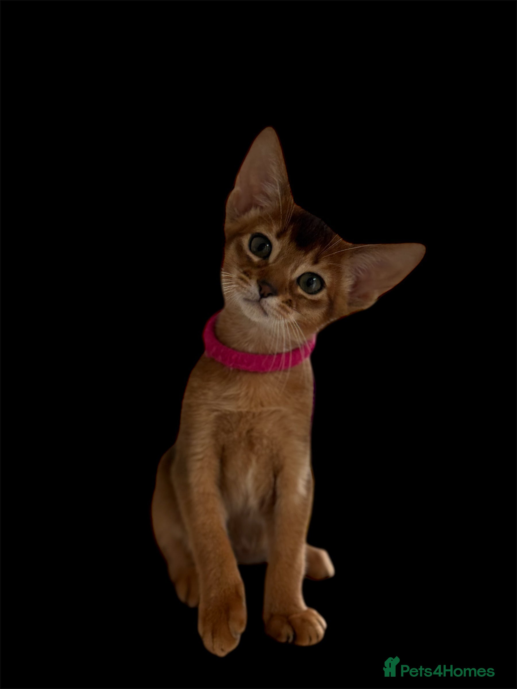 Abyssinian cats Last Girl 😽Ch.parents kittens GCCF registered  - Advert 11