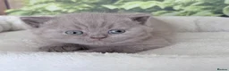 British Shorthair cats for sale: stunning british shorthair  - Advert 15