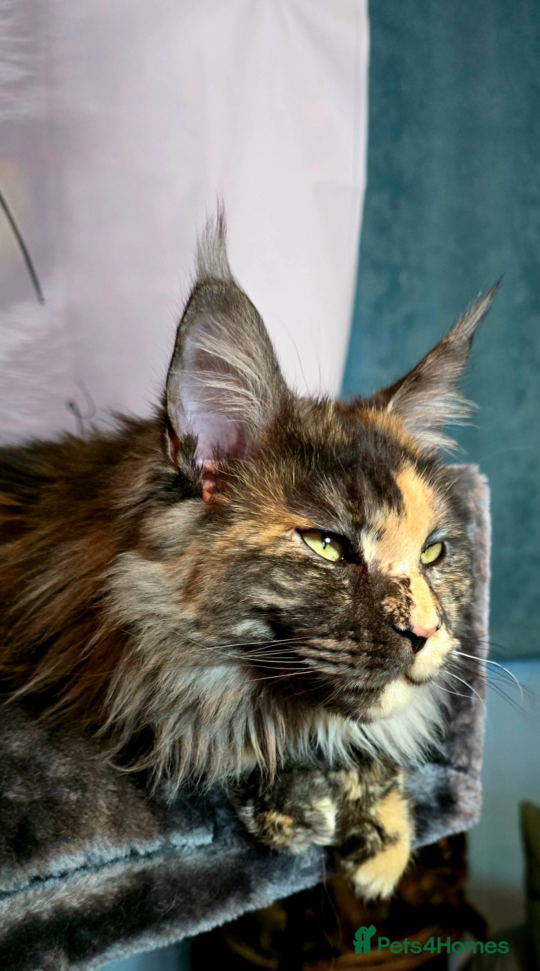 Maine Coon cats for sale: Two beautiful blue smoked mainecoon girls 4 sale  - Image 23