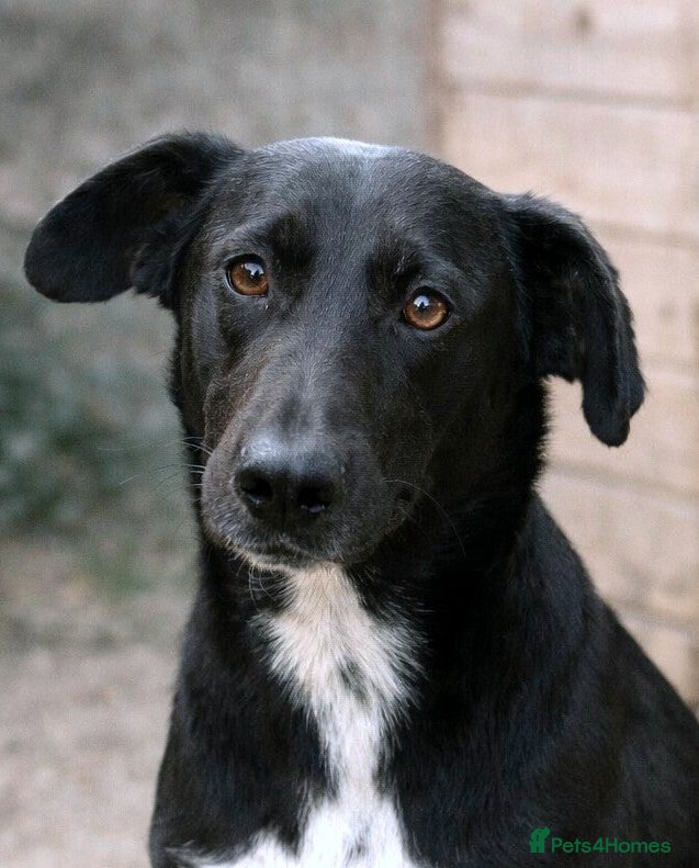 Mixed Breed dogs 🐾 Benji – a gentle boy with a kind heart ❤️ - Advert 6