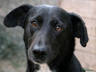 Mixed Breed dogs 🐾 Benji – a gentle boy with a kind heart ❤️ - Advert 6