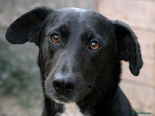 Mixed Breed dogs 🐾 Benji – a gentle boy with a kind heart ❤️ - Advert 6