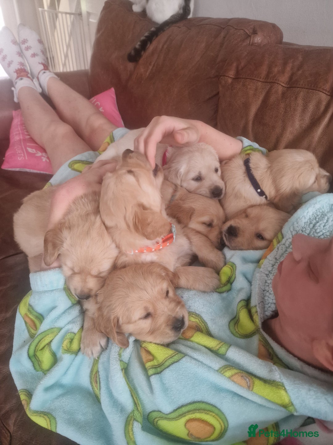 Golden Retriever dogs for sale: 🦮 two beautiful boys available  ❤️❤️ in Aberystwyth - Image 6