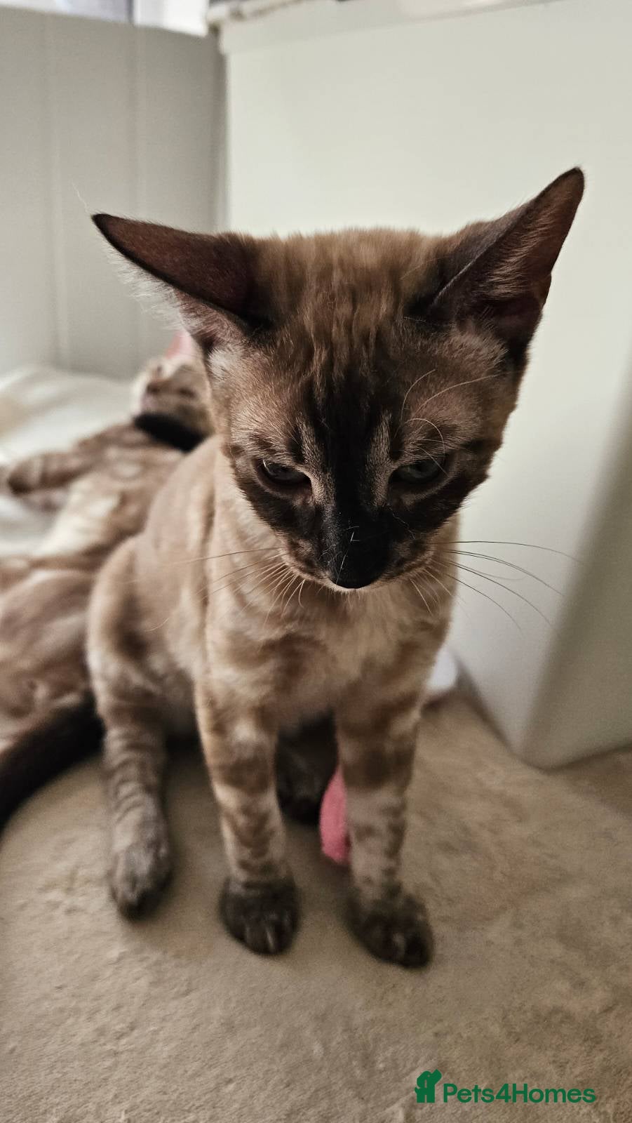 Bengal cats BENGAL 😺 furry Kittens – Ready For your Homes!💖 - Advert 5