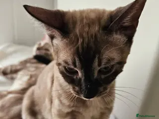 Bengal cats BENGAL 😺 furry Kittens – Ready For your Homes!💖 - Advert 5