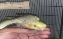 Cockatiels birds for sale: Deposit secures  - Image 3