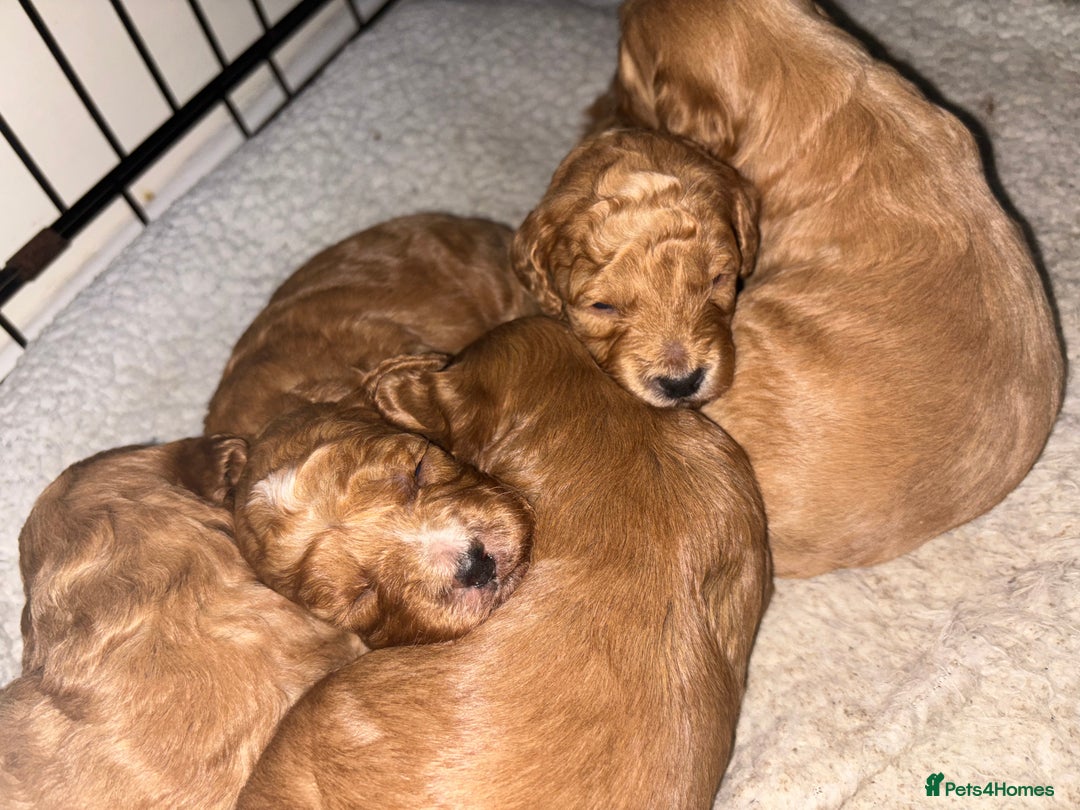Poochon dogs for sale: Beautiful pups looking for their forever home  - Image 10