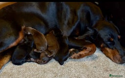 Dobermann dogs for sale: Champion European Doberman Puppies Kc-reg  - Advert 4