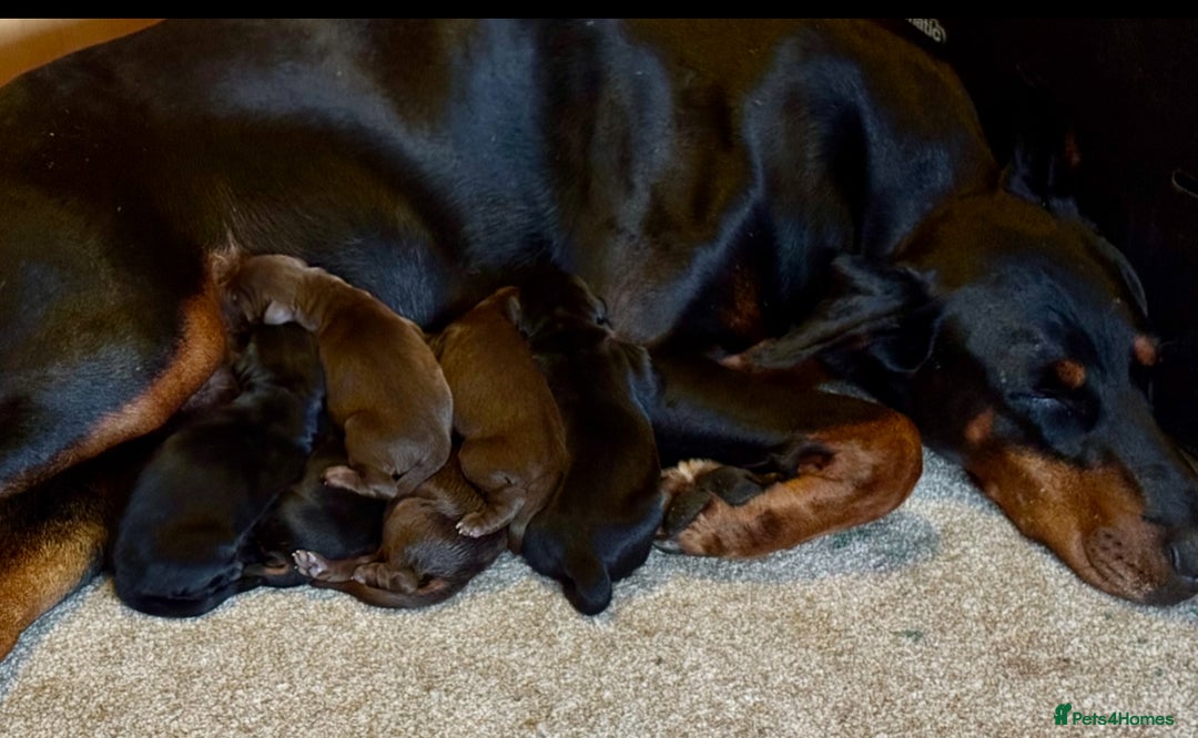 Dobermann dogs for sale: Champion European Doberman Puppies Kc-reg  - Advert 4