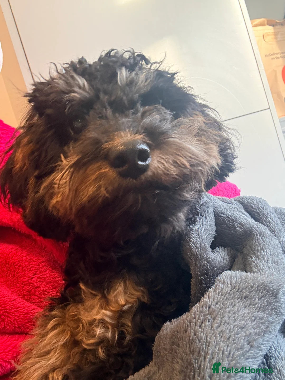 Cavapoo dogs for sale: Loving home - Advert 2