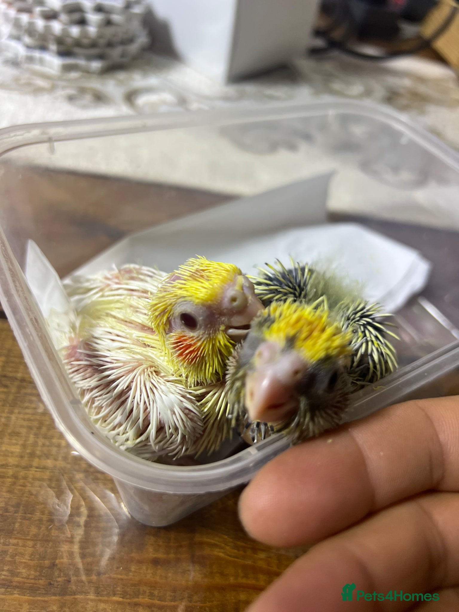 Cockatiels birds 🐦 Baby Cockatiels – Perfect for Hand-Feeding - Advert 20