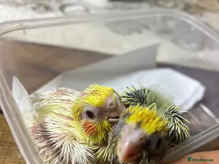 Cockatiels birds 🐦 Baby Cockatiels – Perfect for Hand-Feeding - Advert 20