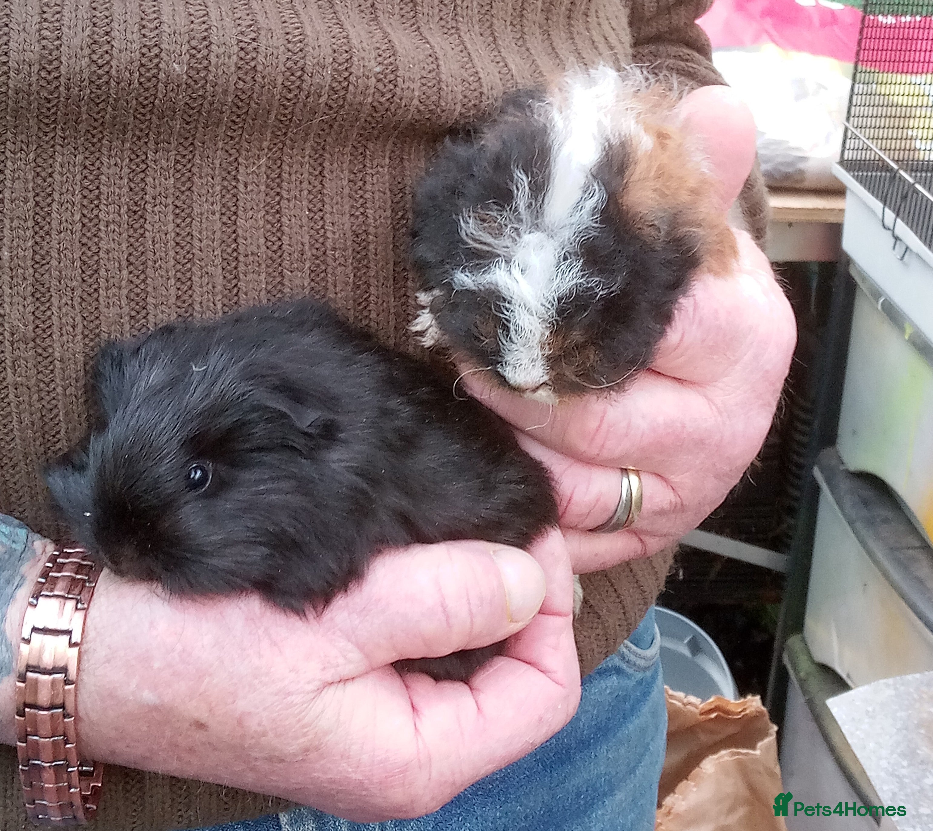 Guinea Pig rodents Long coated baby Sheltie and Texel girls - Advert 1