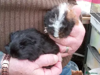 Guinea Pig rodents Long coated baby Sheltie and Texel girls - Advert 1