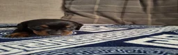 Dachshund dogs for sale: Lovely Litter of 6 Dachshund Puppies  - Advert 9