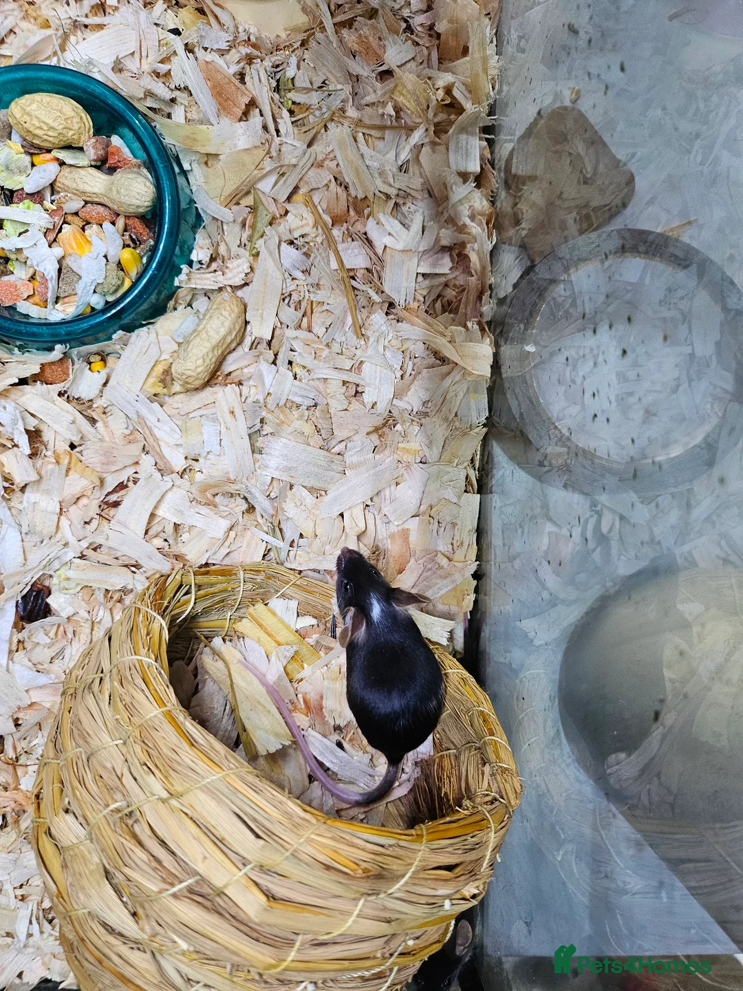 Mouse rodents for sale: Gorgeous little mice - Advert 7