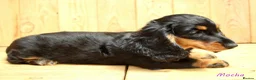 Miniature Dachshund dogs for sale: 🌟Dapple & Black Tan PRA Clear KC reg – June 26🌟 - Advert 8