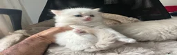 Persian cats for sale: Pedigree Persian Himalayan Kittens - Advert 14