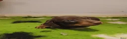 Dachshund dogs for sale: Uno the Dachshund - Advert 4