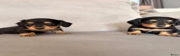 Miniature Dachshund dogs for sale: Minature Dachshund Puppies - Advert 5
