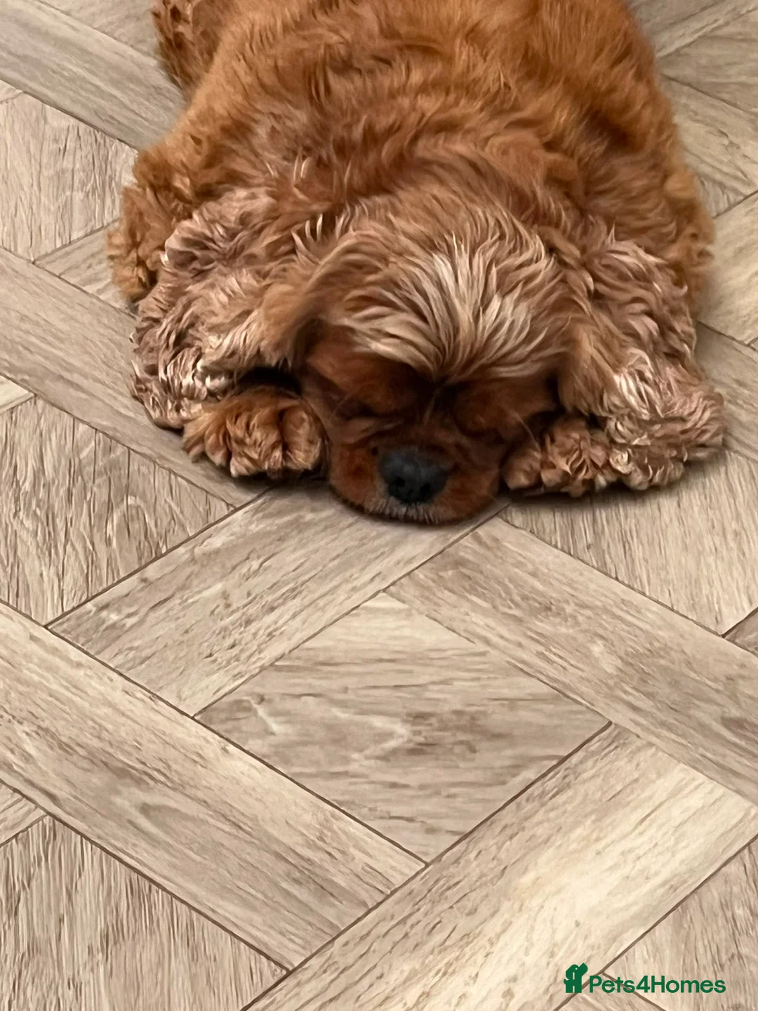 Cavalier King Charles Spaniel dogs for sale: 5 year old female spayed - Advert 2