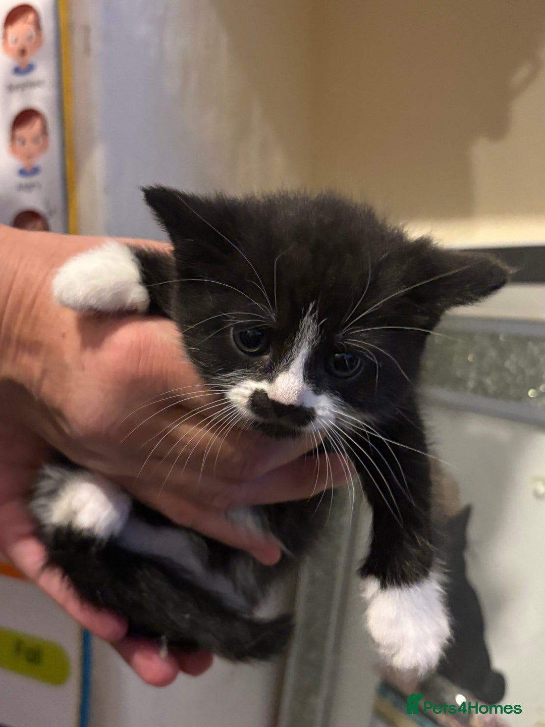 British Longhair cats for sale: british shorthair and longhair kittens for sale  - Advert 10