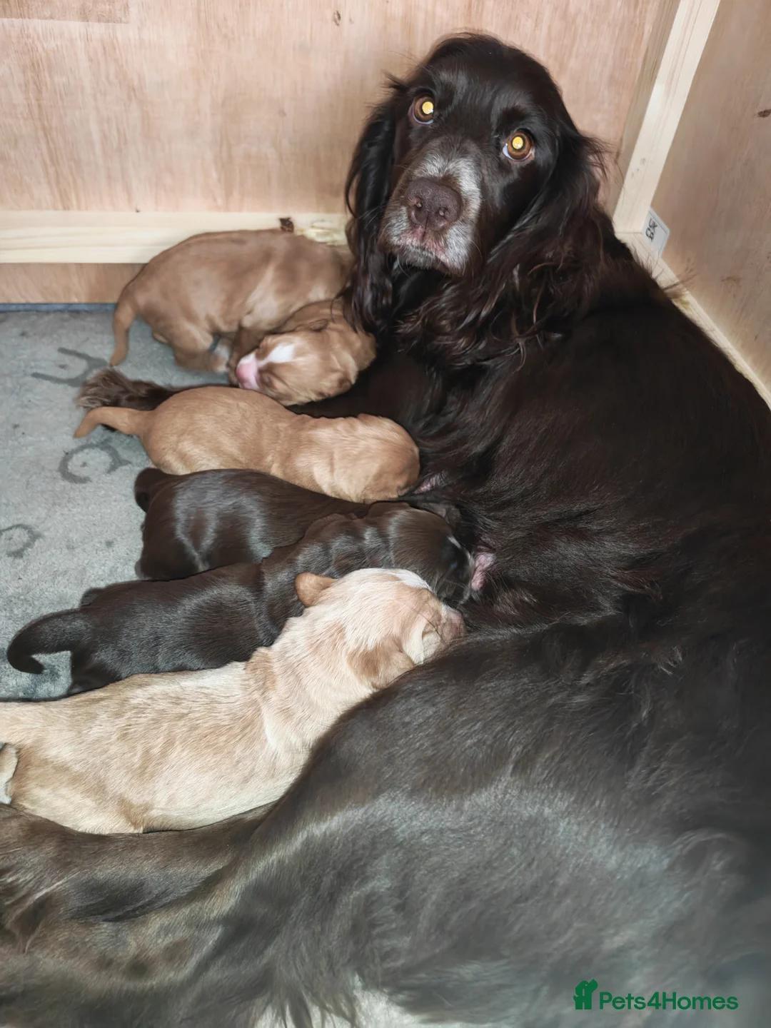 Sprocker dogs for sale: 🐾 Beautiful Sprocker Spaniel Puppies–Girls 🐾    - Advert 2