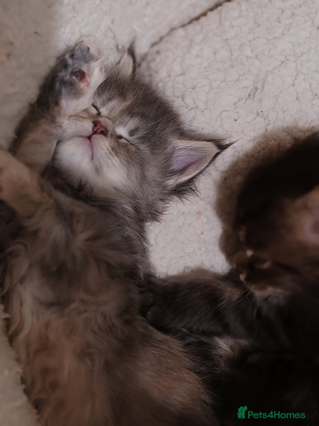 Maine Coon cats for sale: V. Vilma  - Advert 21