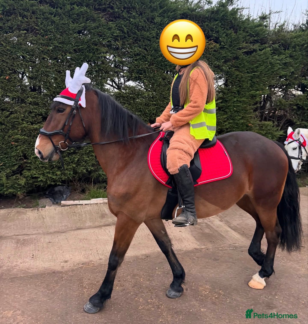 Welsh Section D horses for sale: Welsh D 15hh  Mare - Advert 1