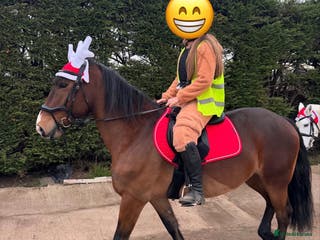 Welsh Section D horses Welsh D 15hh Mare - Advert 12