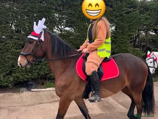 Welsh Section D horses Welsh D 15hh Mare - Advert 4