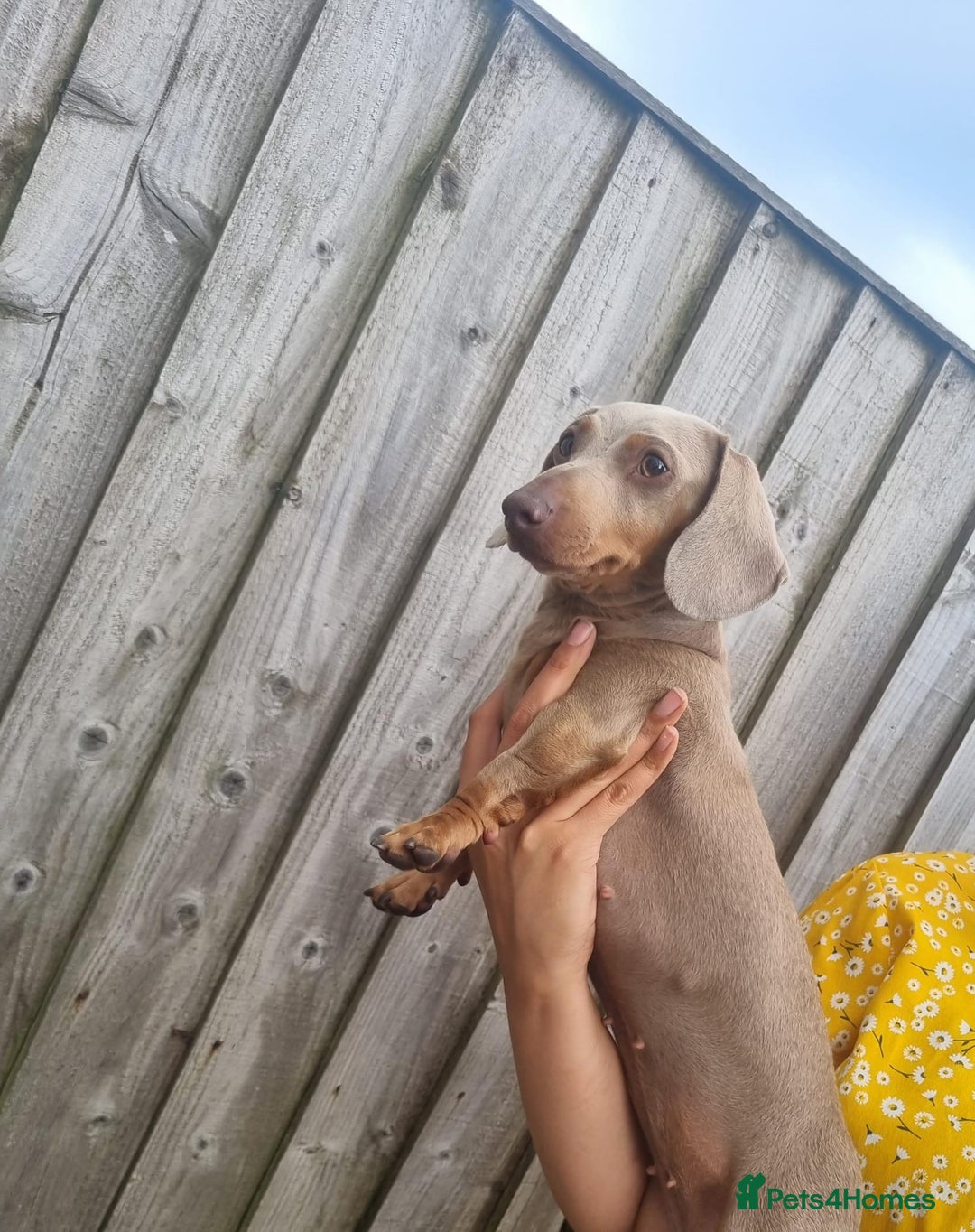 Miniature Dachshund dogs for sale: ❤️KC registred miniature daschund❤️ - Advert 2