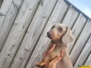 Miniature Dachshund dogs ❤️KC registred miniature daschund❤️ - Advert 18