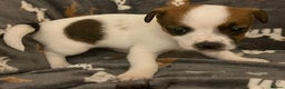 Jack Russell dogs for sale: Miniature jack Russell puppies - Advert 5