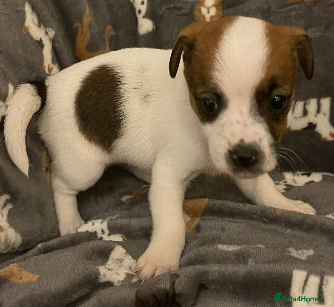 Jack Russell dogs for sale: Miniature jack Russell puppies - Advert 5
