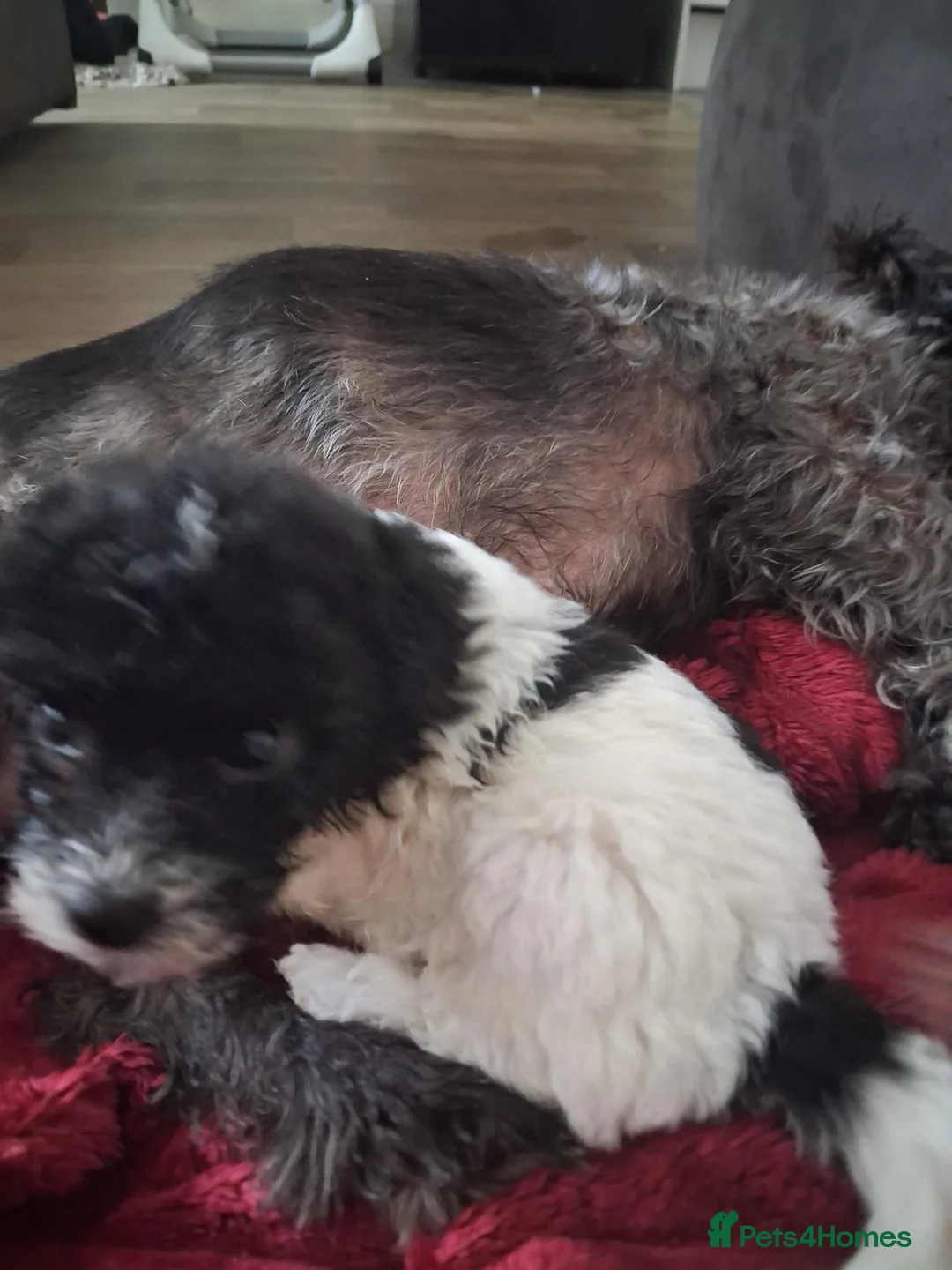 Mixed Breed dogs for sale: Bichon frise x Jack Russell puppies in Bristol - Advert 21