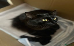 Norwegian Forest Cat cats for sale: Pure black kittens - Image 2