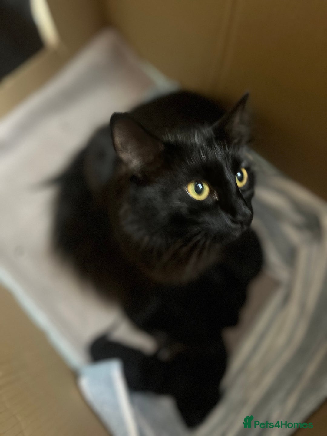 Norwegian Forest Cat cats for sale: Pure black kittens - Image 2
