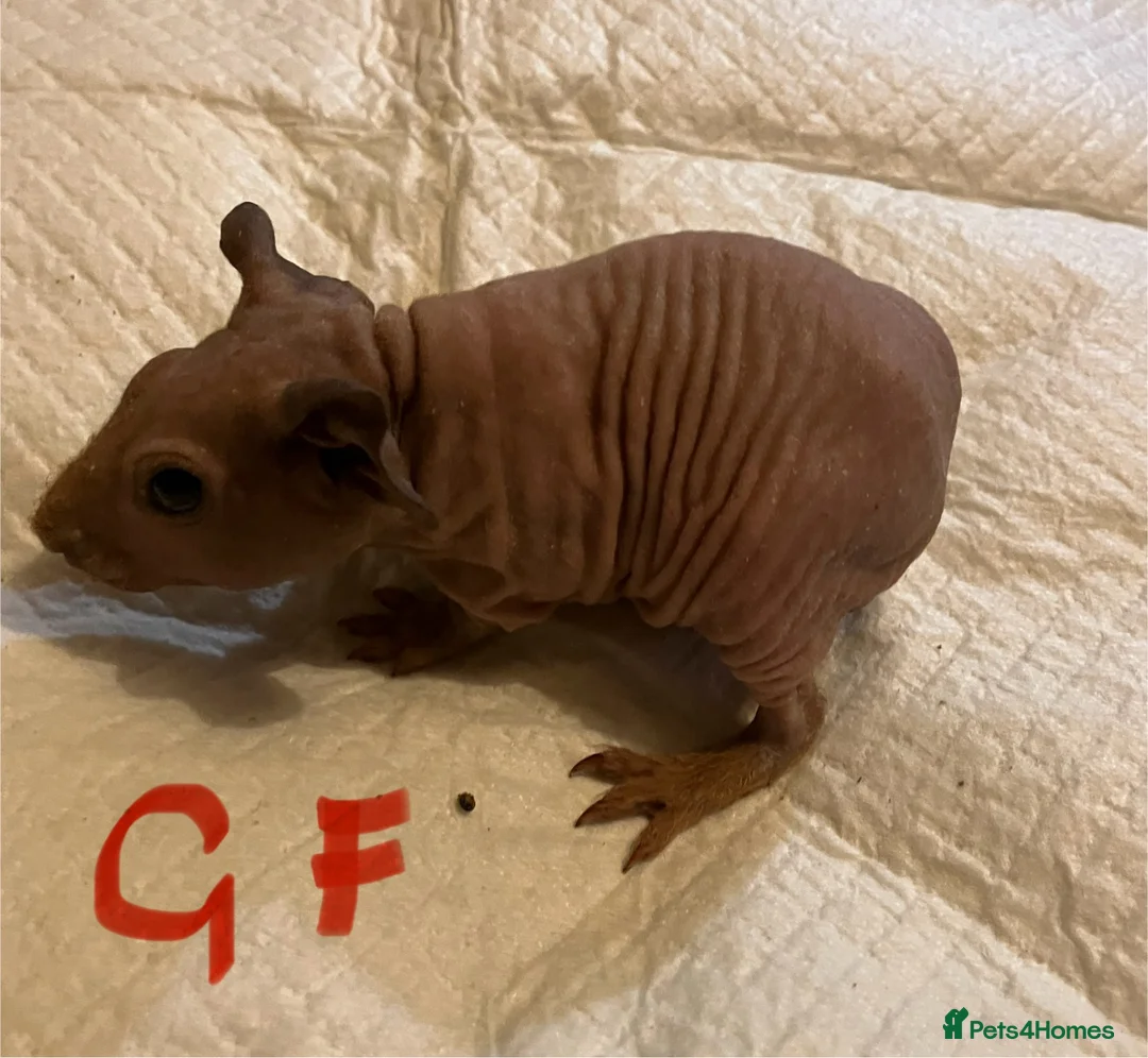 Guinea Pig rodents for sale: Well handled skinny pigs.  - Advert 14