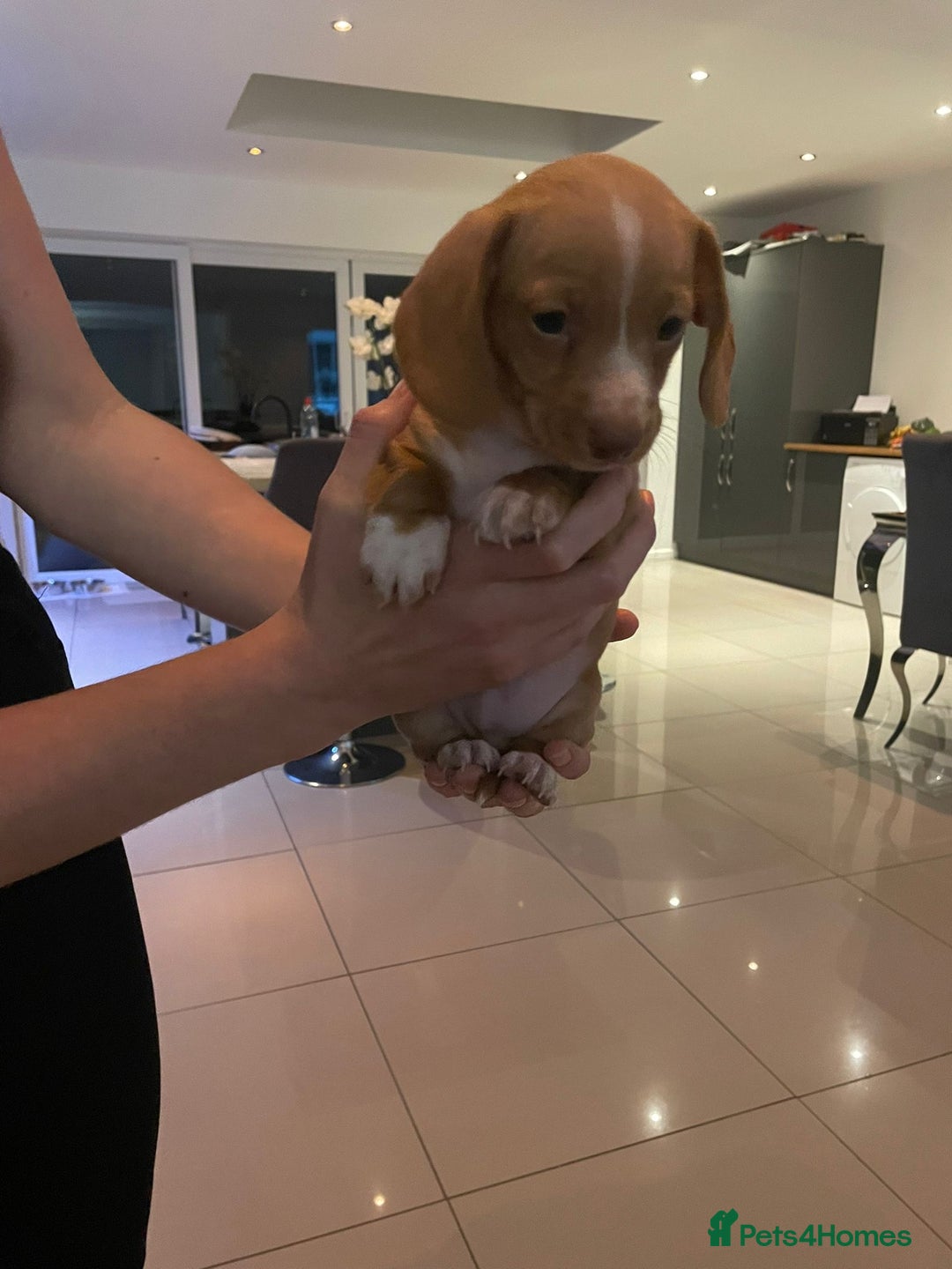 Miniature Dachshund dogs for sale: Dolly mixture dapple/piebald  - Image 23