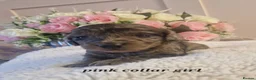 Doxiepoo dogs for sale: Daxipoo puppies  - Advert 10