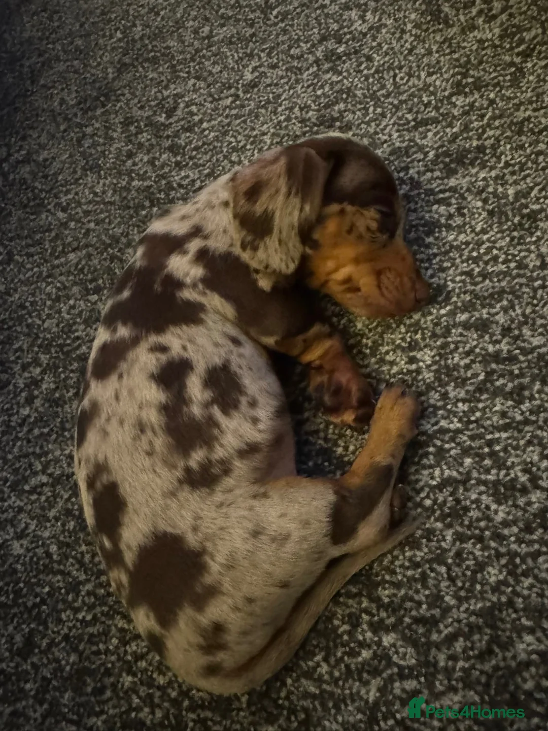 Miniature Dachshund dogs for stud: Miniature dapper dachshund  in Derby - Advert 5