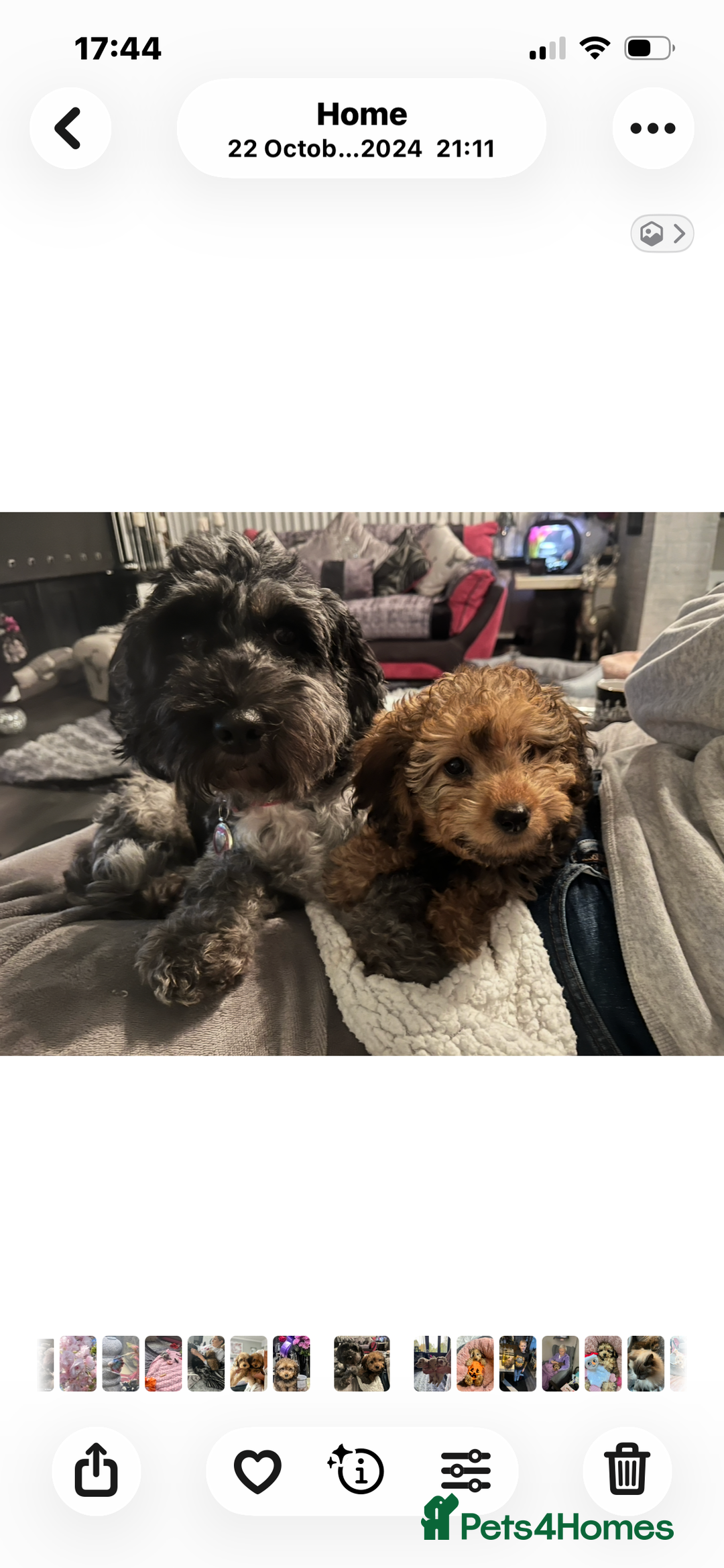 Cockapoo dogs for sale: Tiny cockerpoo pups - Advert 37